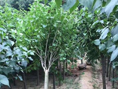 丁香樹(shù)多少錢(qián)一棵,丁香樹(shù)苗一棵多少錢(qián)