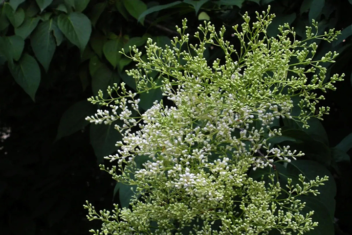 1686315591558100.jpg 9ae7ba0dc61856417f92fd8e0b1b4e11_1686315075634816.jpg