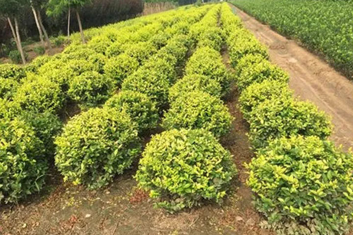 1686320754629176.jpg 54437b93afb7a3785a03ed336cc9ef48_1686320361486085.jpg