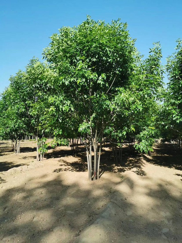 1686452296865795.jpg abd6bae94010eba0e4259782bdfe7d33_1646798275318720.jpg