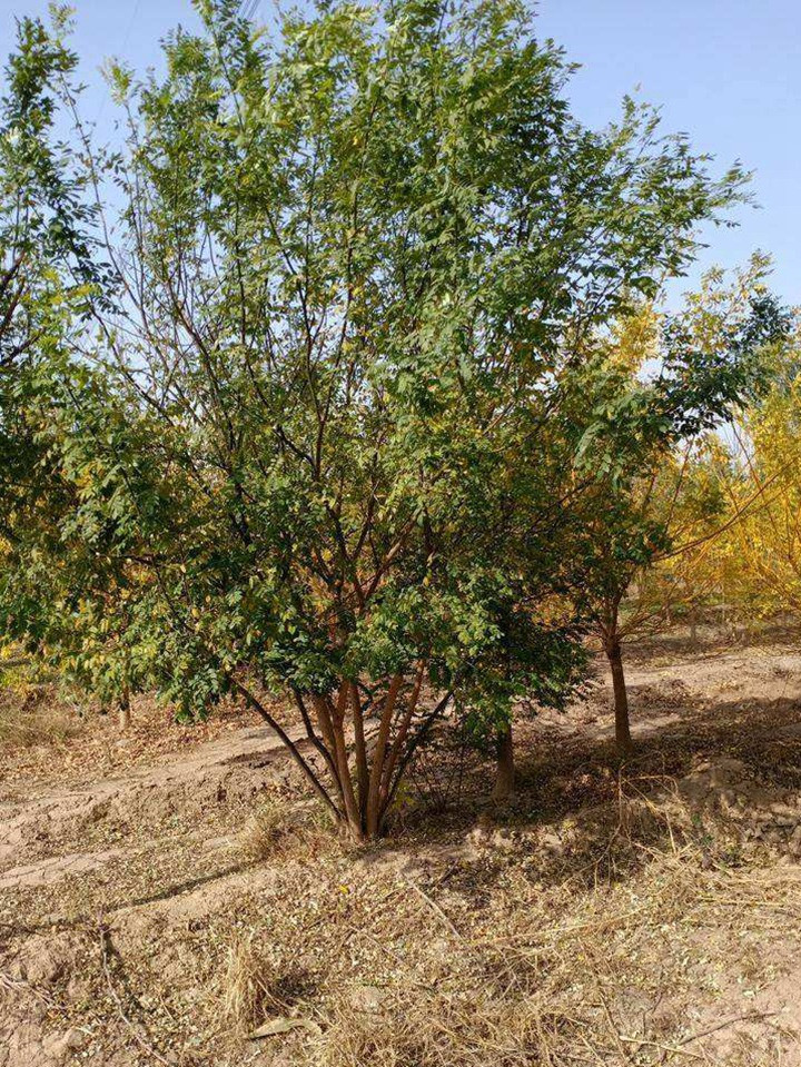 1686452298836943.jpg d8fc54dd0607deadcdfff7f7d8b8bd62_1646798276351112.jpg