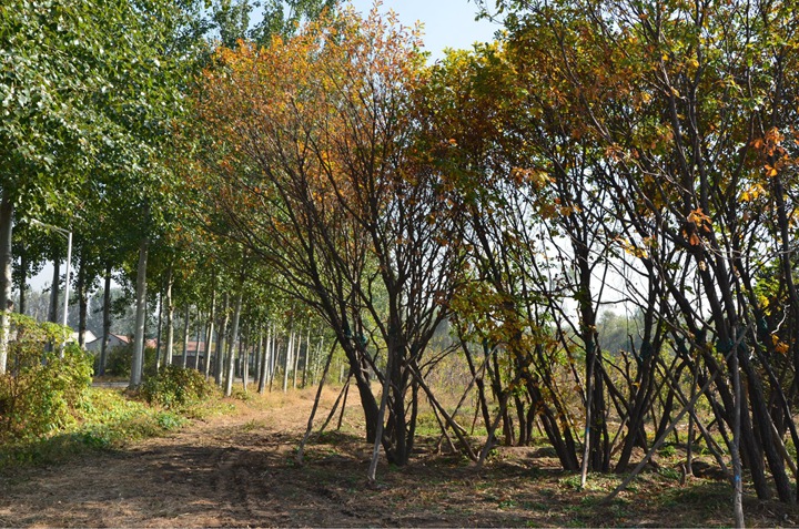 1686452661185069.jpg 2448fadef75cb7d90711b037f2535fed_1646896685810875.jpg