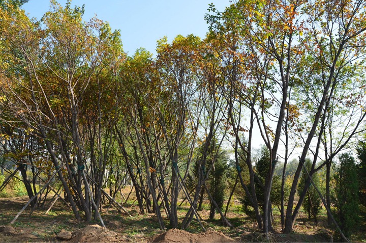 1686452751891305.jpg 89de917e92e74314ebad0a1d2514f0c4_1646896685680226.jpg