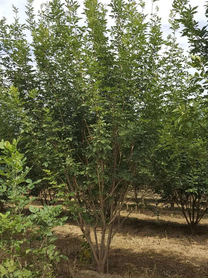 1686455194239865.jpeg 78eb7e1ac905a2acf72e8362b711b278_1660179908923438.jpeg