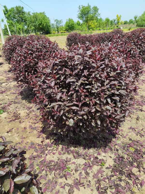 1731911093775199.jpg IMG_20230507_114051.jpg