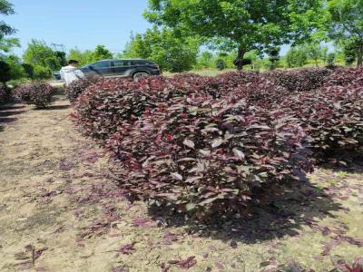 紅葉李球種植栽培養(yǎng)護(hù)相關(guān)標(biāo)題(博野免費(fèi)苗木報價)