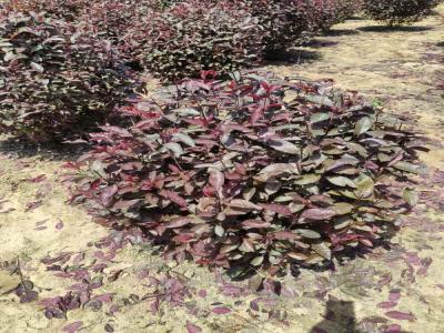 紅葉李球與小區(qū)綠化風(fēng)格的和諧融合(欒城免費(fèi)苗木報價)