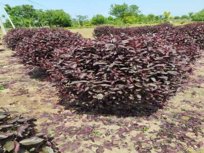 紅葉李球移栽后養(yǎng)護(hù)預(yù)防指南(望都免費(fèi)苗木報價)