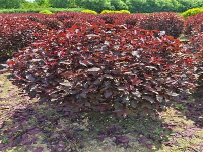 紅葉李球在生長過程中有哪些常見的病蟲害(雄縣免費(fèi)苗木報價)