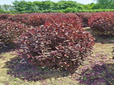 紅葉李球在小區(qū)景觀中的巧妙運(yùn)用(藁城免費(fèi)苗木報價)