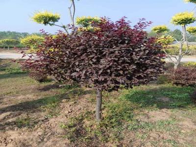 紅葉李球移栽技巧與養(yǎng)護(hù)策略(安新免費(fèi)苗木報價)