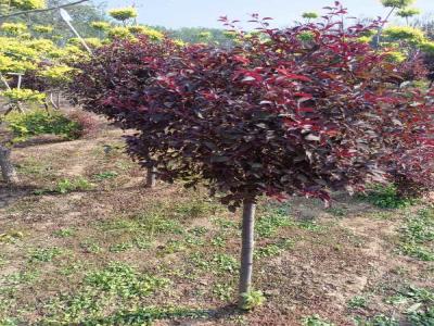 紅葉李球:小區(qū)造景綠化的優(yōu)選樹種(井陘免費(fèi)苗木報價)