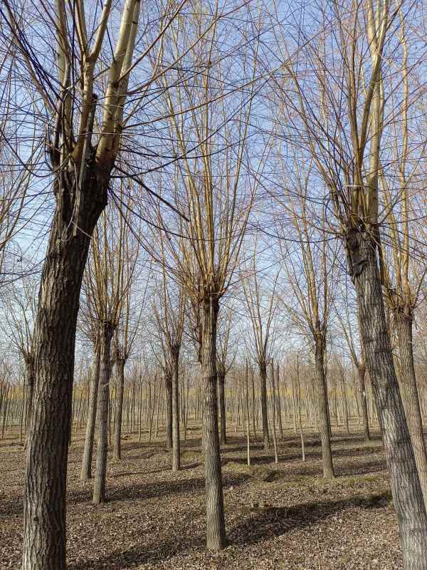 1733125137302885.jpg IMG_20211121_114453.jpg