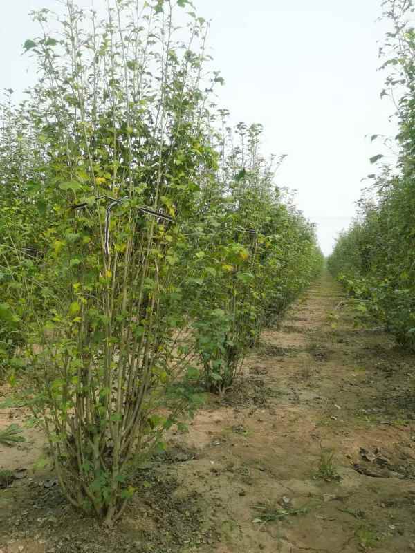 1733453079898606.jpg mmexport1636552043687.jpg