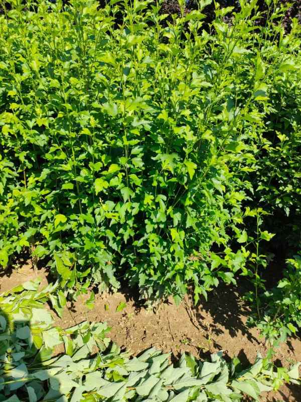 1733453499548362.jpg mmexport1636552181090.jpg