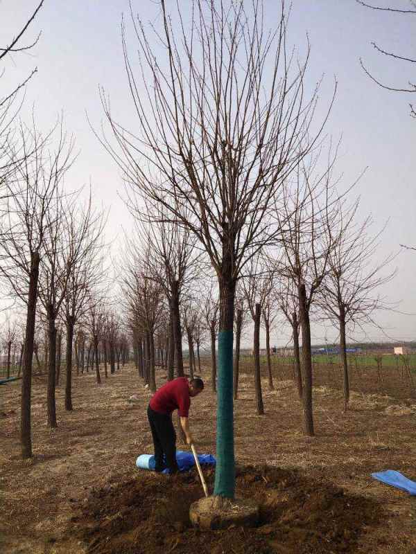 1733551397631587.jpg 1632303716538.jpg