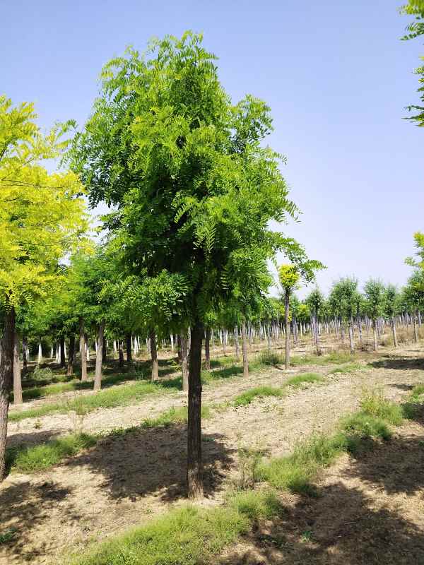 1733551939532979.jpg IMG_20200520_101025.jpg