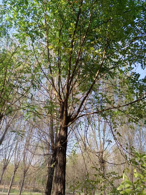 1733553114312289.jpg IMG_20211023_131433.jpg