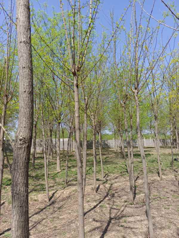 1733553332223984.jpg IMG_20220419_103738.jpg