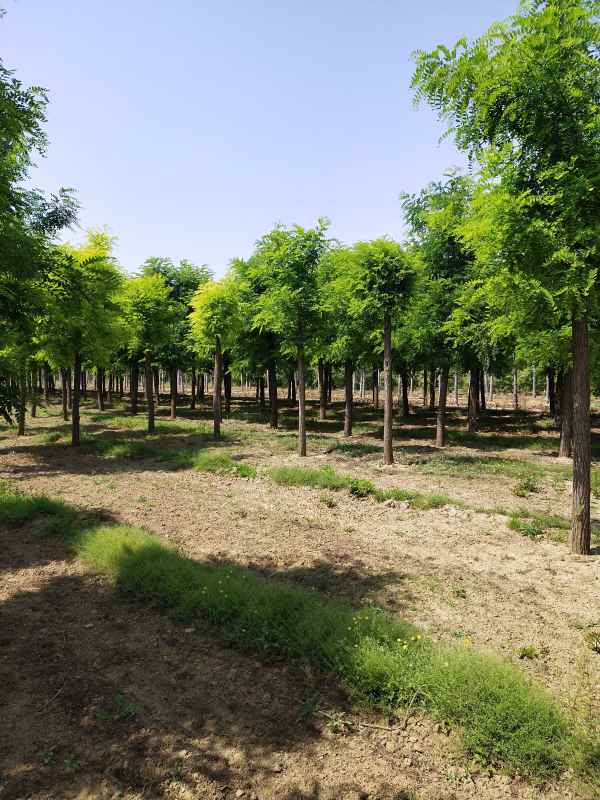 1733553414450983.jpg IMG_20200520_101030.jpg