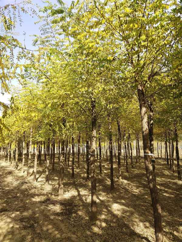 1733553702384286.jpg IMG_20201101_134036.jpg