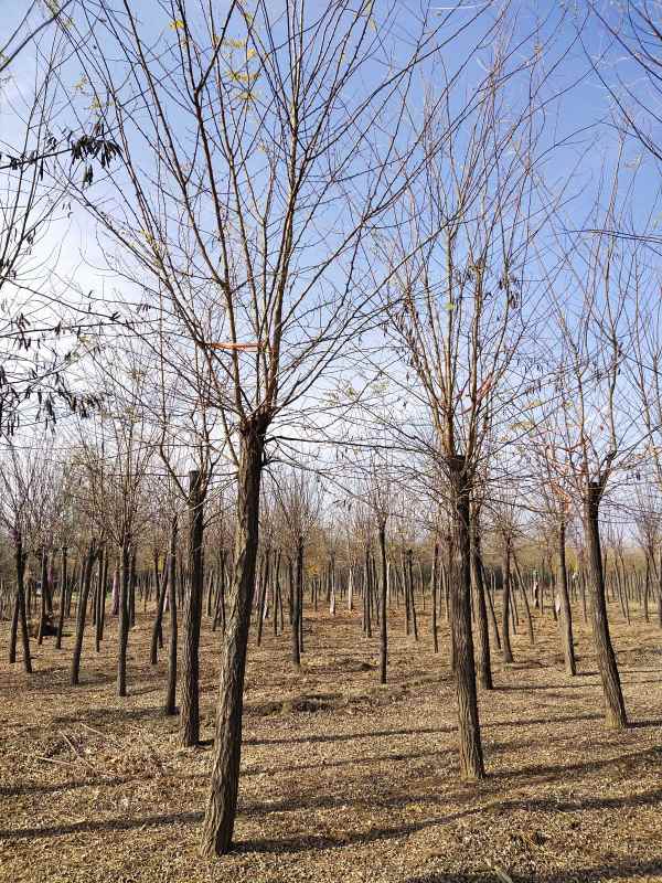 1733553770356914.jpg IMG_20201120_132419.jpg