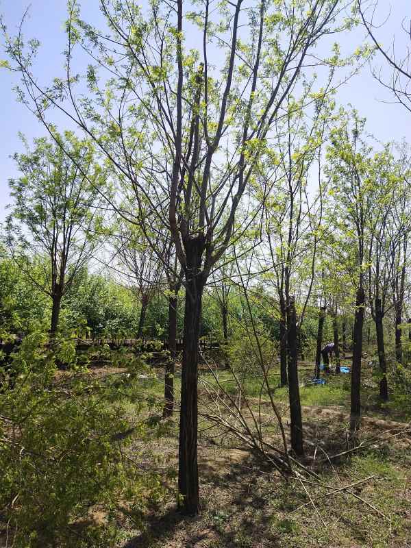 1733554517868520.jpg IMG_20210418_120202.jpg