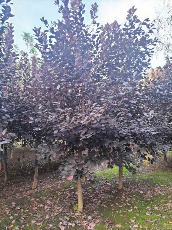 1733725999273847.jpg mmexport1633698509366.jpg