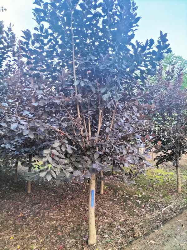 1733726107377884.jpg mmexport1633698505044.jpg