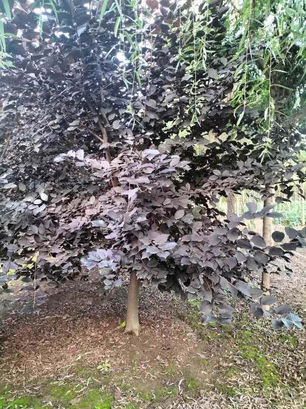 1733726193904570.jpg mmexport1633698502816.jpg