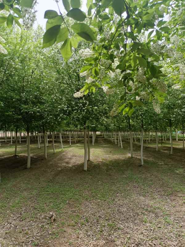 1733726272841365.jpg IMG_20230410_121953.jpg