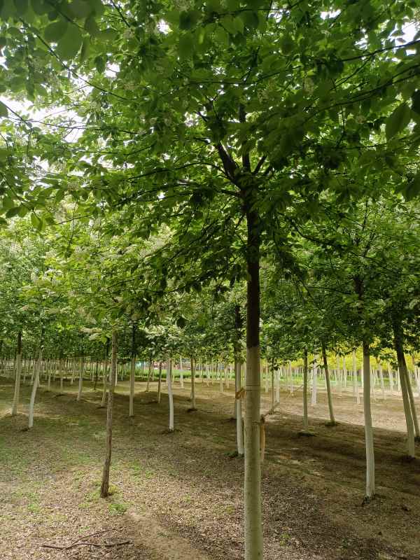 1733726365121898.jpg IMG_20230410_121947.jpg