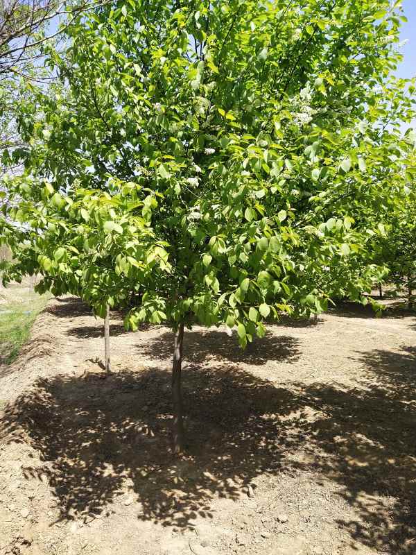 1733728581508454.jpg IMG_20210418_115037.jpg