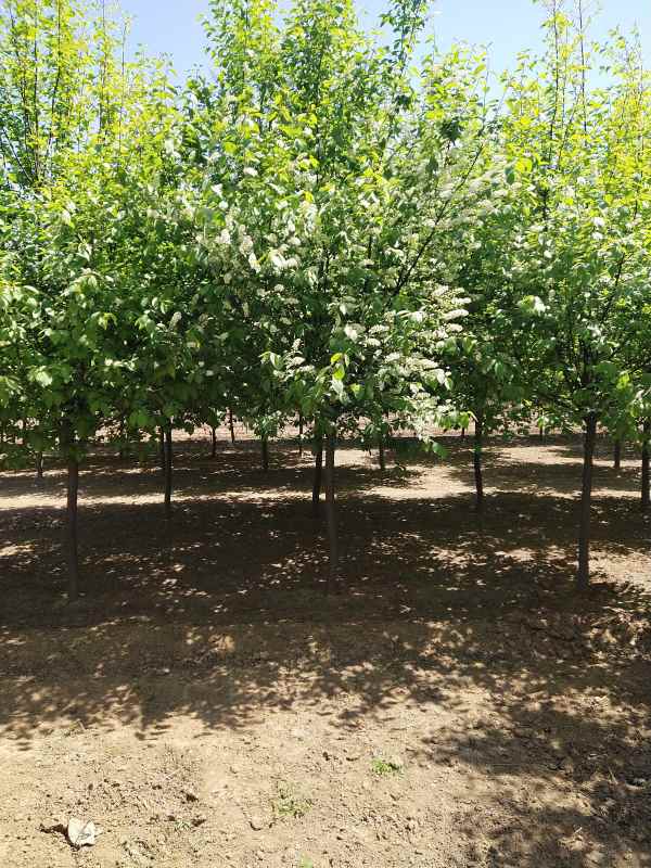 1733729016424899.jpg IMG_20210418_115117.jpg