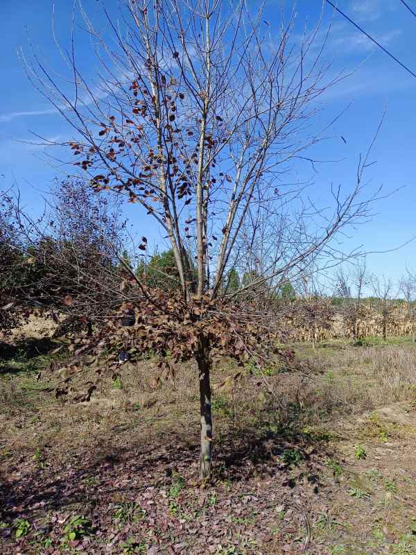 1733729521242969.jpg IMG_20211016_105636.jpg