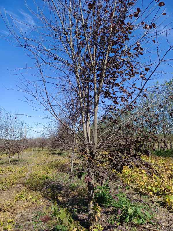 1733729712924632.jpg IMG_20211016_105651.jpg