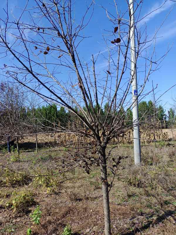 1733731506482748.jpg IMG_20211016_105656.jpg