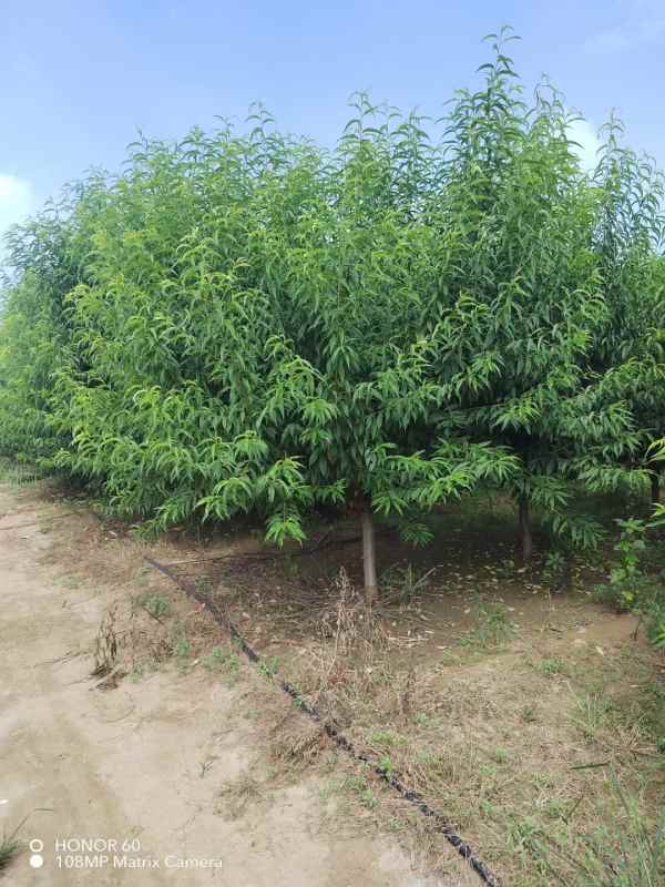 1733808160620783.jpg mmexport1693999931912.jpg