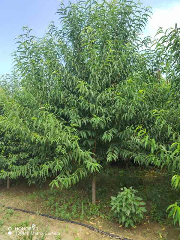 1733808541208403.jpg mmexport1693999926301.jpg