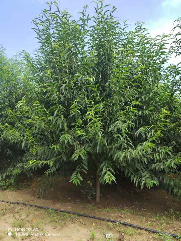 1733808719975640.jpg mmexport1693999923970.jpg