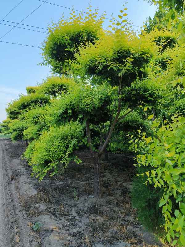 1733987475393852.jpg IMG_20230605_183952.jpg