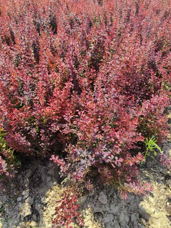 1734071926730276.jpg IMG_20230605_142048.jpg