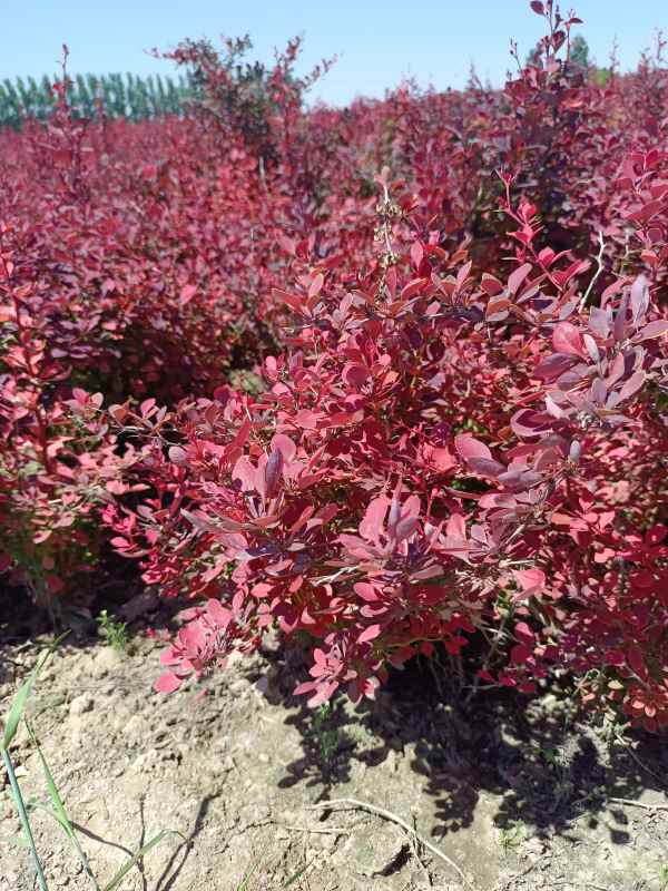 1734075624540957.jpg IMG_20220526_105023.jpg