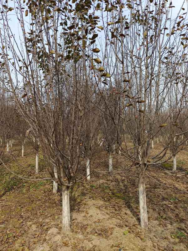 1734327727685909.jpg IMG_20211025_125640.jpg