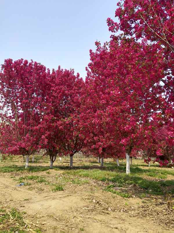 1734327804356784.jpg IMG_20210410_105732.jpg