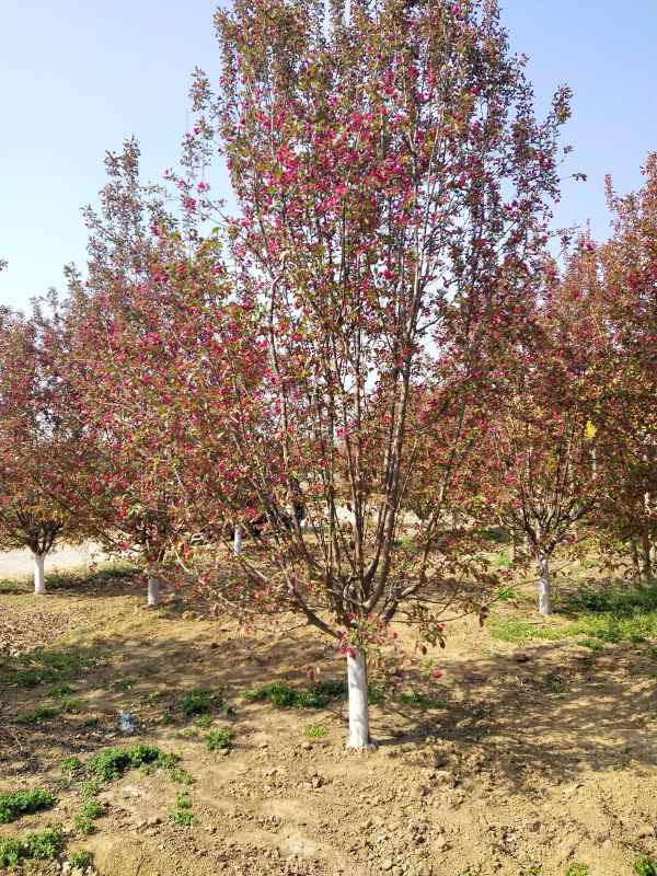 1734328372902043.jpg IMG_20210407_095325.jpg