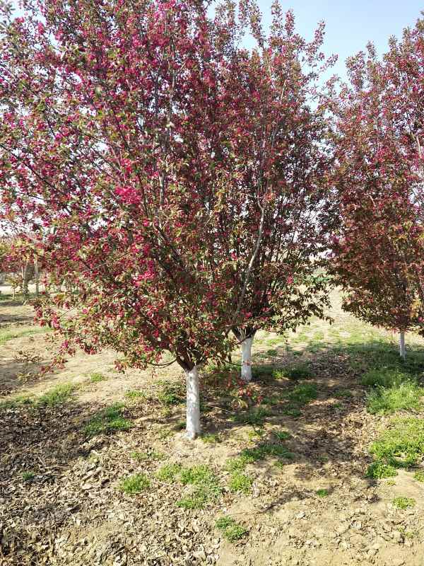 1734329349904574.jpg IMG_20210407_095414.jpg