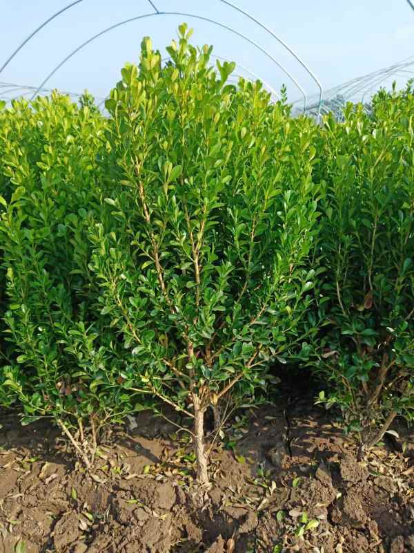 1734419754704265.jpg mmexport1634795006086.jpg