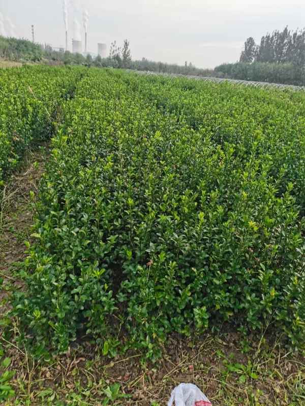 1734419838361169.jpg mmexport1634794505404.jpg