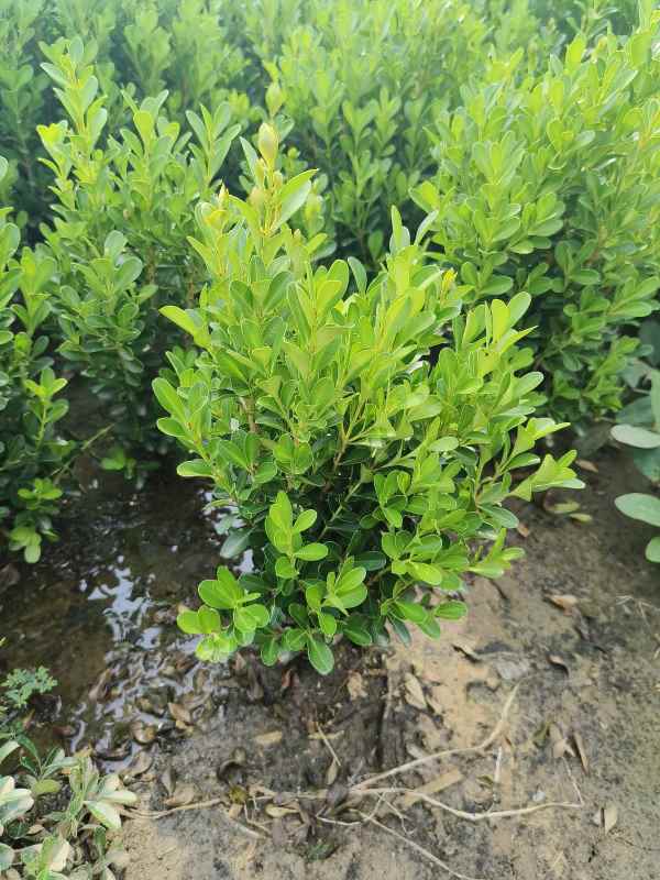 1734420267136344.jpg IMG_20230901_092906.jpg